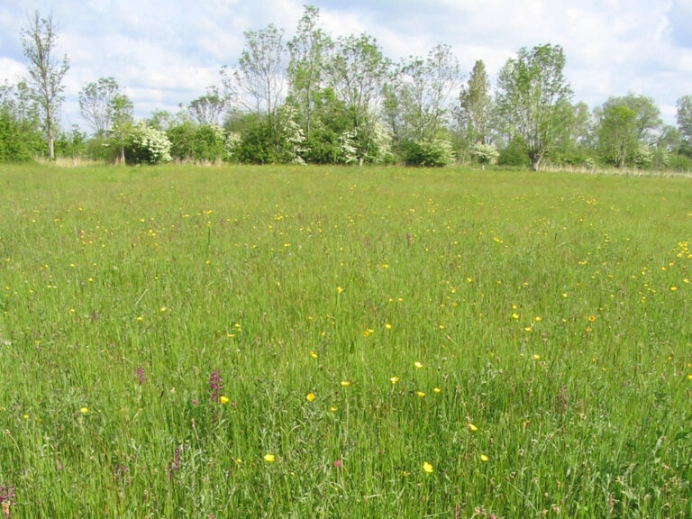 Prairie de fauche Orchis Laxiflora