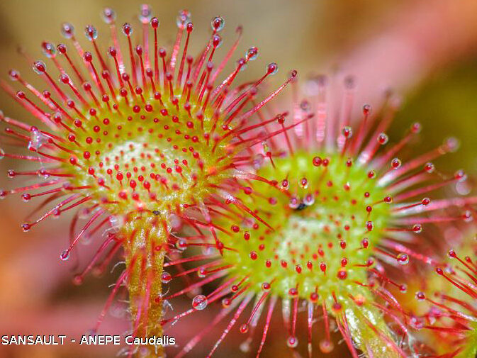 Drosera feuilles rondes Drosera feuilles rondes